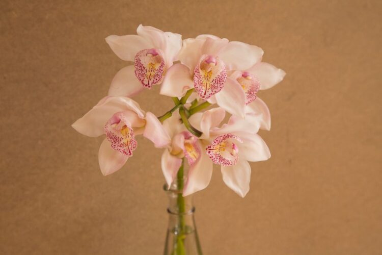 Herfstachtige orchideeën: natuurlijke schilderijen voor je muur