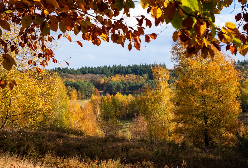 Rustgevende herfstoranje slaapkamerinrichting. Rustgevende herfstoranje slaapkamerinrichting.