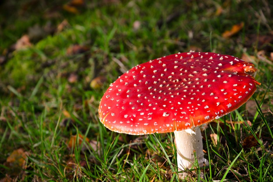 Warme herfsttinten verlichten ruimtelijke zolderkamer.