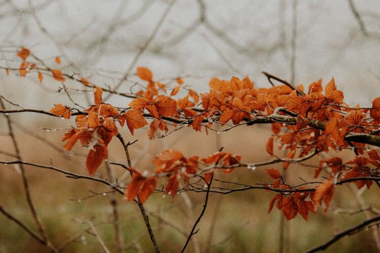 Terracotta gordijnen in de herfst: warmte brengen met aardetinten